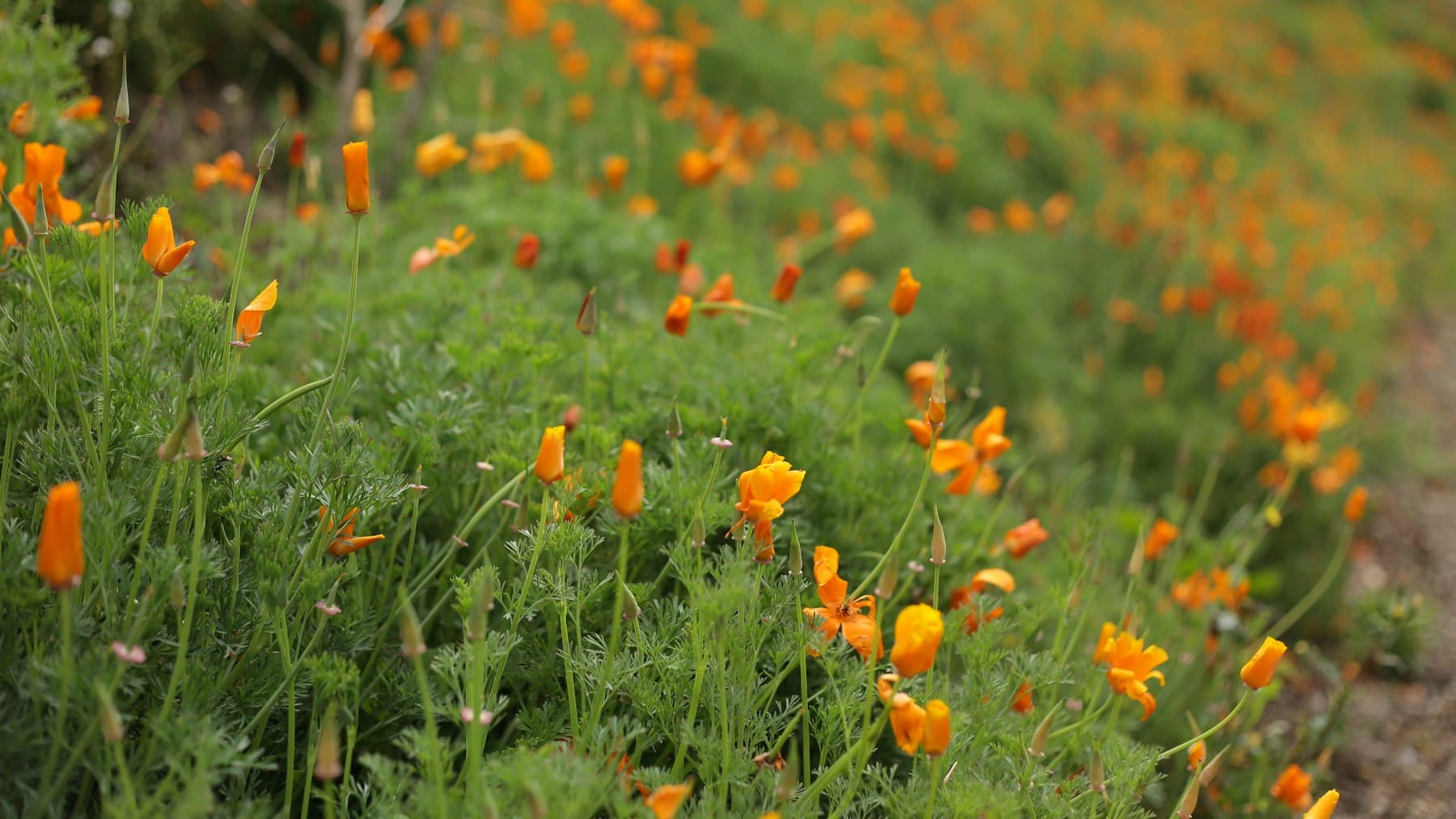 California poppies blooming on a hillside, a native wildflower suited to San Diego gardens